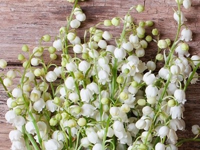 Fragancia de Lirio de los Valles