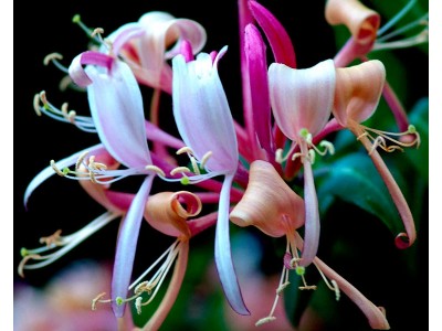 Fragancia de MadreSelva