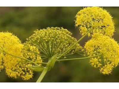 Aceite Esencial de Gálbano