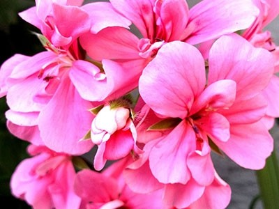 Fragancia de Geranio Rosa