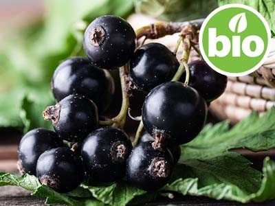 Aceite de Grosellero Negro BIO