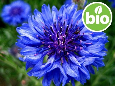 Hidrolato de Aciano BIO - Estabilizado.