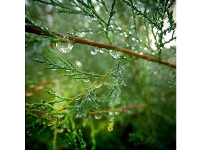 Hidrolato de Ciprés BIO