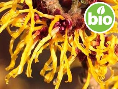 Hidrolato de Hamamelis BIO