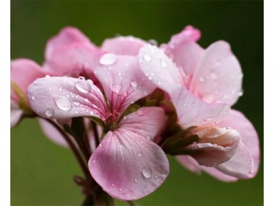 Hidrolato de Geranio BIO