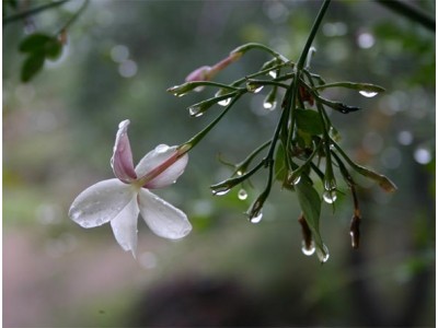 Hidrolato de Jazmín - Silvestre