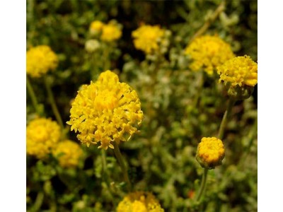 Hidrolato de Manzanilla Santolina BIO