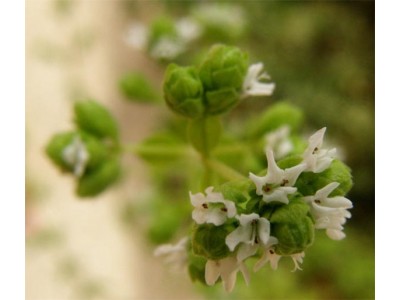 Hidrolato de Mejorana Española BIO