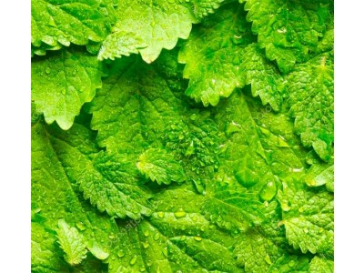 Hidrolato de Melisa BIO