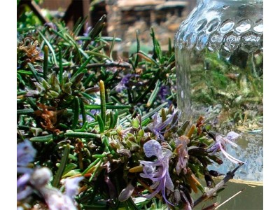 Hidrolato de Romero (Qt. Alcanfor) BIO