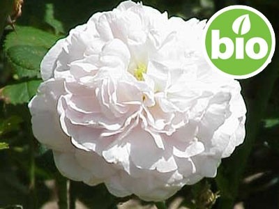 Hidrolato de Rosa Alba BIO