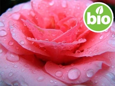 Hidrolato de Rosa Damascena BIO