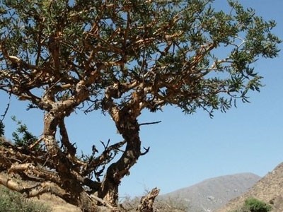 Extracto líquido de Boswellia - Hidroglicerinado