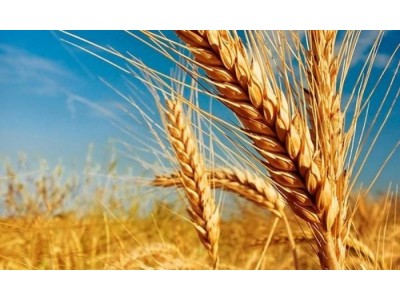 Hidrolizado de proteina de Trigo - Queratina Vegetal