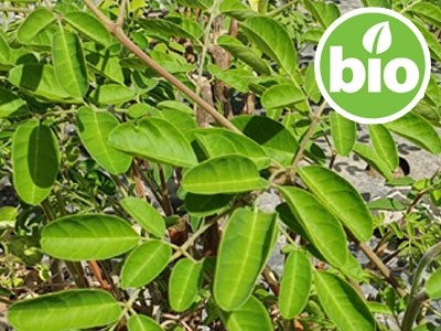 Moringa en polvo BIO
