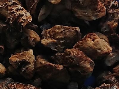 Harpagofito procumbems