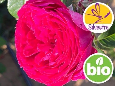 Hidrolato de Rosa Centifolia BIO