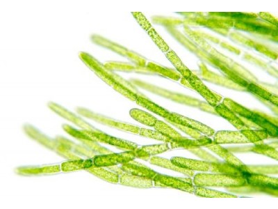 Elastina Marina Natural