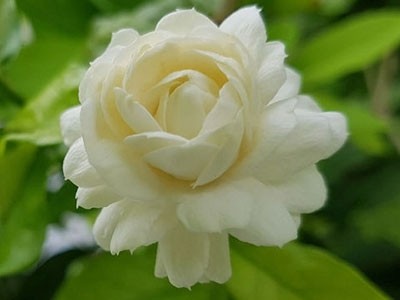 Absoluto de Jazmin Sambac / Arabia