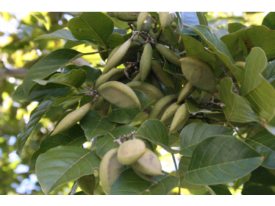 Aceite de Karanja de 1ª presión