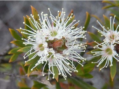 Aceite Esencial de Kunzea Silvestre