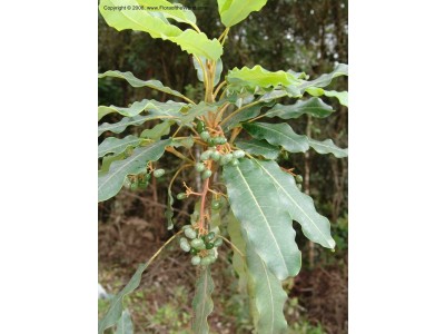 Aceite Esencial de Issa Silvestre y BIO 