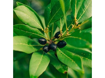 Aceite / Manteca de Laurel de 1ª Presión en frio BIO