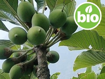 Manteca de Chiuri Tradicional BIO