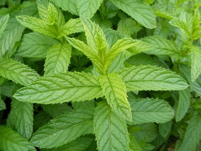 Hidrolato de Menta BIO 100% puro