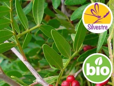 Aceite Esencial de Lentisco Silvestre y BIO