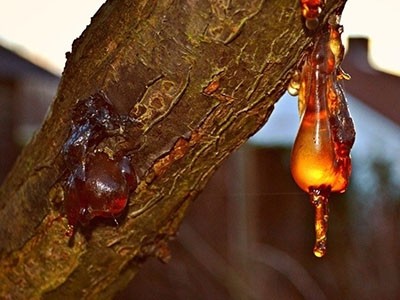Aceite Esencial de Benjui en Aceite de Ricino - Silvestre