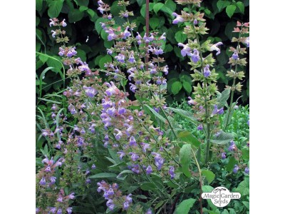 Hidrolato de Salvia Officinalis BIO