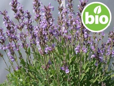 Aceite Esencial de Salvia Española BIO