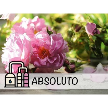 Absoluto de Rosa de Búlgara Otto