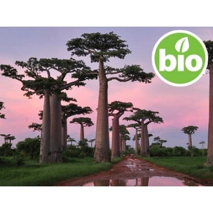 Aceite de Baobab 1ª presión BIO