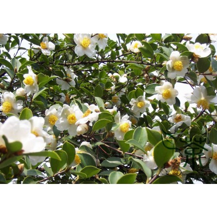 Aceite de Camelia - Té verde