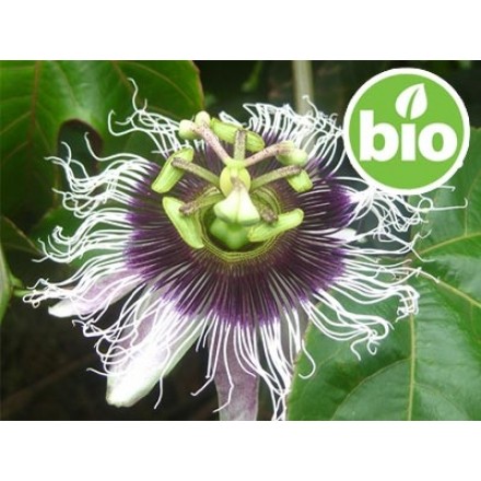 Aceite de Pasiflora / Maracuyá 1ª presión BIO
