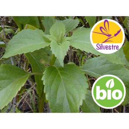 Aceite Esencial de Albahaca Picante - Silvestre BIO