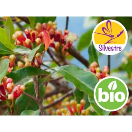 Aceite Esencial de Clavo de Botones florales frescos - Silvestre