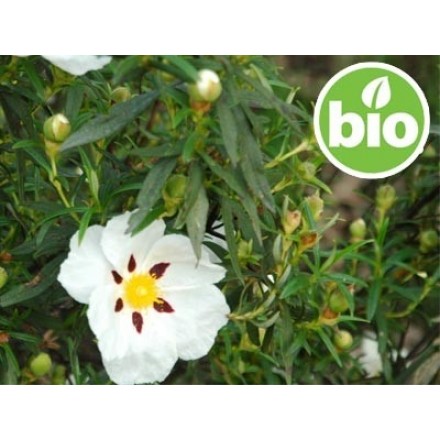 Hidrolato de Jara BIO - Silvestre