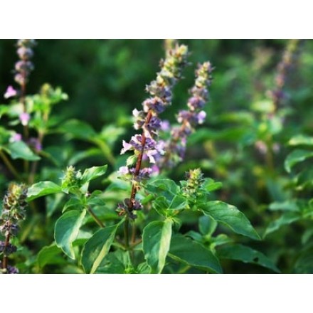 Aceite Esencial de Tulsi - Albahaca Sagrada