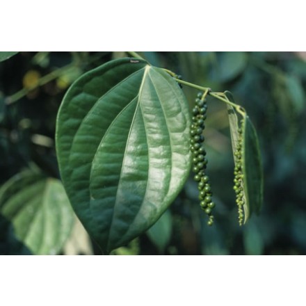 Aceite Esencial de Pimienta Negra