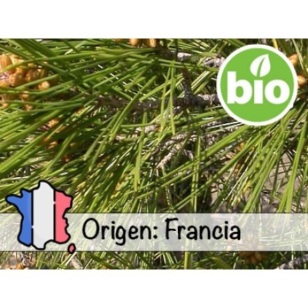 Aceite Esencial de Pino de Alepo Silvestre y BIO