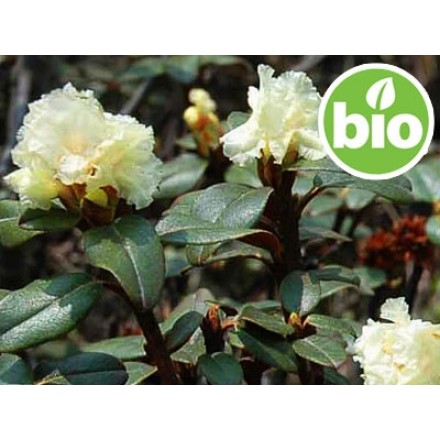 Aceite Esencial de Rododendro Silvestre y BIO