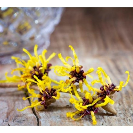 Agua de Hamamelis
