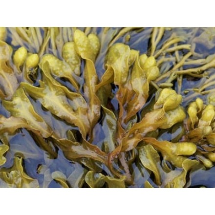 Fucus en polvo