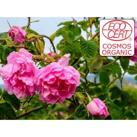 Extracto líquido de Rosa Damascena Ecocert - Hidroglicerinado.