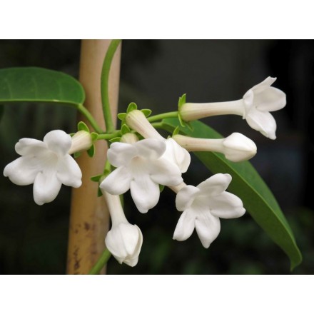 Fragancia de Jazmín Fresh