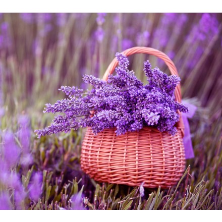 Fragancia de Lavanda