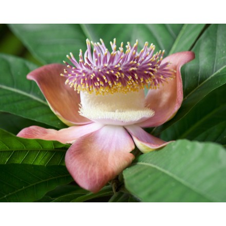 Fragancia de Flor de Champa